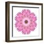 Pink Strawflower Flower Kaleidoscope-tr3gi-Framed Art Print