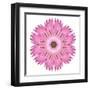 Pink Strawflower Flower Kaleidoscope-tr3gi-Framed Art Print