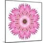 Pink Strawflower Flower Kaleidoscope-tr3gi-Mounted Art Print
