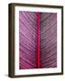 Pink-Striped Heliconia, Heliconia iconia, HTBG, Hawaii-Stuart Westmorland-Framed Photographic Print