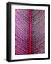 Pink-Striped Heliconia, Heliconia iconia, HTBG, Hawaii-Stuart Westmorland-Framed Photographic Print