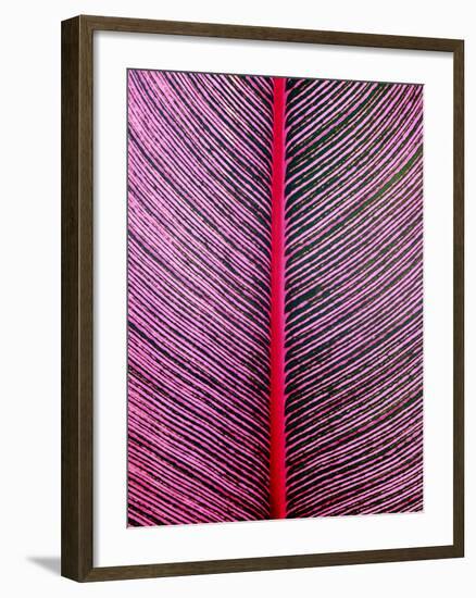 Pink-Striped Heliconia, Heliconia iconia, HTBG, Hawaii-Stuart Westmorland-Framed Photographic Print