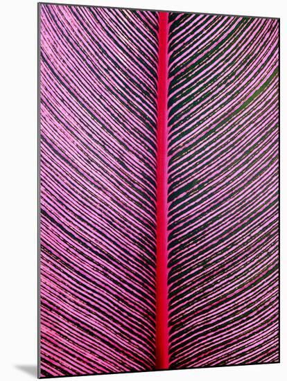 Pink-Striped Heliconia, Heliconia iconia, HTBG, Hawaii-Stuart Westmorland-Mounted Photographic Print