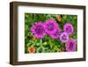 Pink striped zinnia, USA-Lisa Engelbrecht-Framed Photographic Print