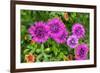 Pink striped zinnia, USA-Lisa Engelbrecht-Framed Photographic Print