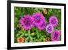 Pink striped zinnia, USA-Lisa Engelbrecht-Framed Photographic Print