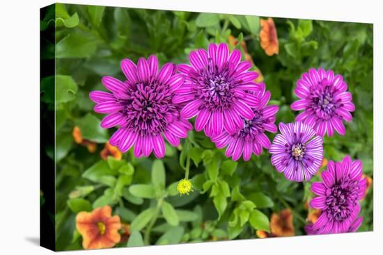 Pink striped zinnia, USA-Lisa Engelbrecht-Stretched Canvas