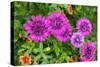 Pink striped zinnia, USA-Lisa Engelbrecht-Stretched Canvas