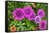 Pink striped zinnia, USA-Lisa Engelbrecht-Framed Stretched Canvas