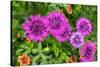 Pink striped zinnia, USA-Lisa Engelbrecht-Stretched Canvas