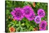 Pink striped zinnia, USA-Lisa Engelbrecht-Stretched Canvas