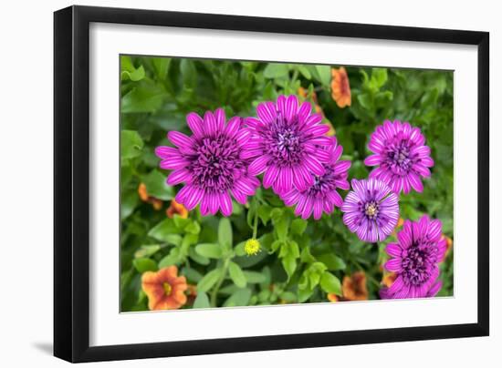 Pink striped zinnia, USA-Lisa Engelbrecht-Framed Photographic Print