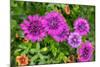 Pink striped zinnia, USA-Lisa Engelbrecht-Mounted Photographic Print