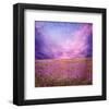 Pink Sunset in Flower Field-null-Framed Art Print