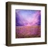 Pink Sunset in Flower Field-null-Framed Art Print