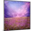 Pink Sunset in Flower Field-null-Mounted Art Print