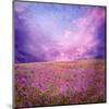 Pink Sunset in Flower Field-null-Mounted Art Print