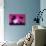 Pink Sunset - In the Style of Oil Painting-Philippe Hugonnard-Giclee Print displayed on a wall