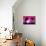 Pink Sunset - In the Style of Oil Painting-Philippe Hugonnard-Giclee Print displayed on a wall