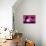 Pink Sunset - In the Style of Oil Painting-Philippe Hugonnard-Mounted Giclee Print displayed on a wall