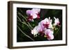 Pink Surprise I-Alan Hausenflock-Framed Photographic Print