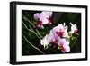 Pink Surprise I-Alan Hausenflock-Framed Photographic Print