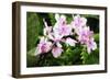 Pink Surprise II-Alan Hausenflock-Framed Photographic Print