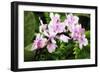 Pink Surprise II-Alan Hausenflock-Framed Photographic Print