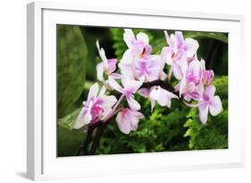 Pink Surprise II-Alan Hausenflock-Framed Photographic Print