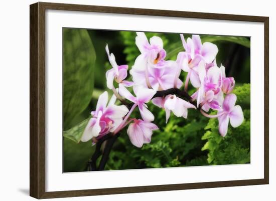 Pink Surprise II-Alan Hausenflock-Framed Photographic Print