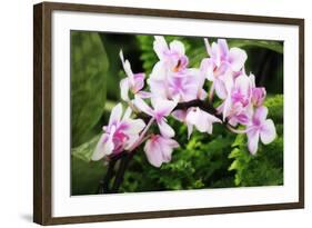 Pink Surprise II-Alan Hausenflock-Framed Photographic Print