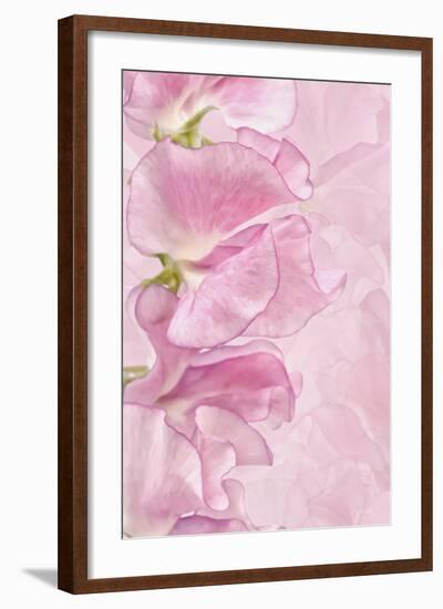 Pink Sweet Peas-Cora Niele-Framed Photographic Print