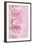 Pink Sweet Peas-Cora Niele-Framed Photographic Print