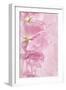 Pink Sweet Peas-Cora Niele-Framed Photographic Print