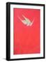 Pink Swoop; Gyr Falcon-Tim Hayward-Framed Giclee Print