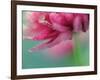 Pink Tears-Heidi Westum-Framed Photographic Print