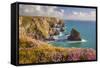 Pink Thrift Flowers, Bedruthan Steps, Newquay, Cornwall, England, United Kingdom-Billy Stock-Framed Stretched Canvas