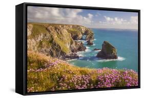 Pink Thrift Flowers, Bedruthan Steps, Newquay, Cornwall, England, United Kingdom-Billy Stock-Framed Stretched Canvas