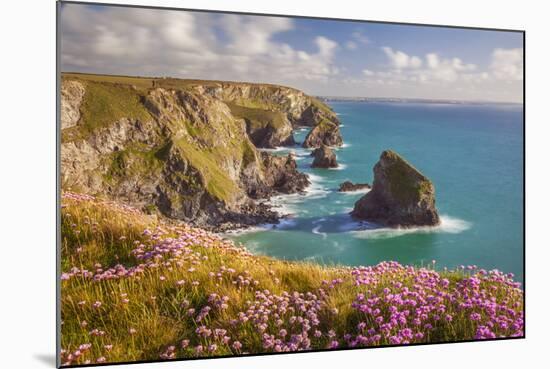 Pink Thrift Flowers, Bedruthan Steps, Newquay, Cornwall, England, United Kingdom-Billy Stock-Mounted Photographic Print