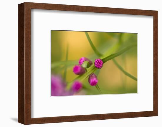 Pink Tiny Flower Buds-Paivi Vikstrom-Framed Photographic Print