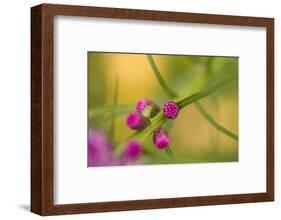 Pink Tiny Flower Buds-Paivi Vikstrom-Framed Photographic Print