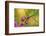 Pink Tiny Flower Buds-Paivi Vikstrom-Framed Photographic Print