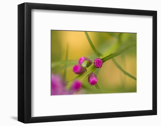 Pink Tiny Flower Buds-Paivi Vikstrom-Framed Photographic Print