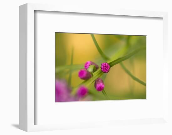 Pink Tiny Flower Buds-Paivi Vikstrom-Framed Photographic Print