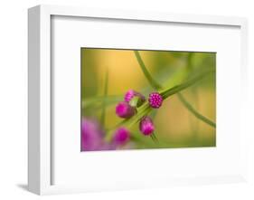 Pink Tiny Flower Buds-Paivi Vikstrom-Framed Photographic Print