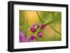 Pink Tiny Flower Buds-Paivi Vikstrom-Framed Photographic Print