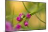 Pink Tiny Flower Buds-Paivi Vikstrom-Mounted Photographic Print