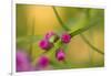 Pink Tiny Flower Buds-Paivi Vikstrom-Framed Photographic Print