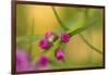 Pink Tiny Flower Buds-Paivi Vikstrom-Framed Photographic Print