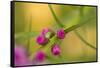 Pink Tiny Flower Buds-Paivi Vikstrom-Framed Stretched Canvas